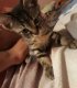 7 котенца на около 2-3 месеца от София си търсят дом