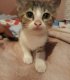 7 котенца на около 2-3 месеца от София си търсят дом