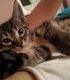 7 котенца на около 2-3 месеца от София си търсят дом