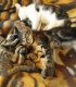 7 котенца на около 2-3 месеца от София си търсят дом