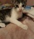 7 котенца на около 2-3 месеца от София си търсят дом