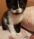 7 котенца на около 2-3 месеца от София си търсят дом