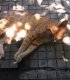 Спешна нужда от помощ за Рижко от Стара Загора