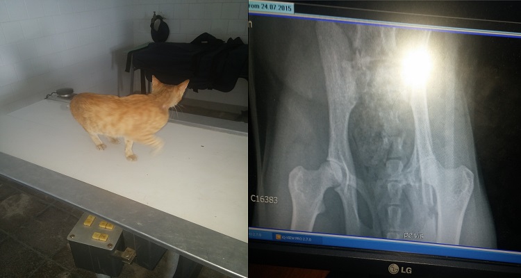 Спешна нужда от помощ за Рижко от Стара Загора