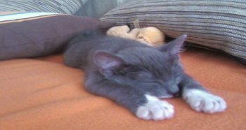 Коте от София си търси дом  | Котката Чочи