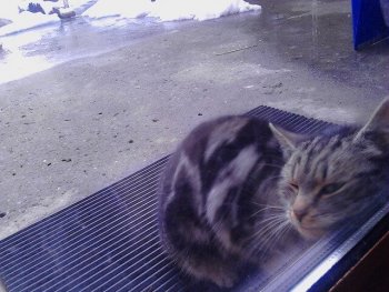 Женско коте си търси дом Силистра