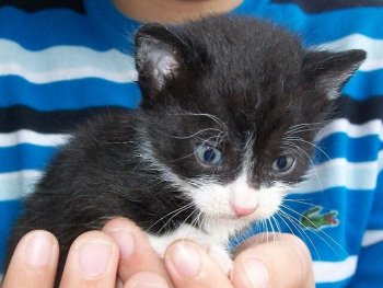 Малко котенце си търси дом Пловдив