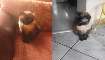 Котарак си търси нов дом - Бончо от Асеновград