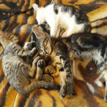 7 котенца на около 2-3 месеца от София си търсят дом