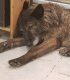 Добро куче си търси човек с голямо сърце