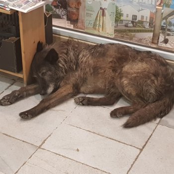 Добро куче си търси човек с голямо сърце