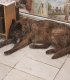 Добро куче си търси човек с голямо сърце
