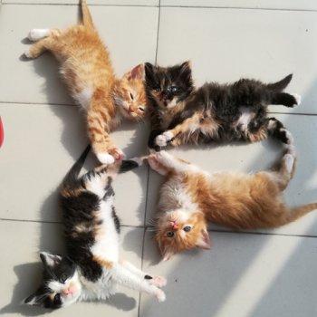 Две мъжки и две женски котета търсят дом