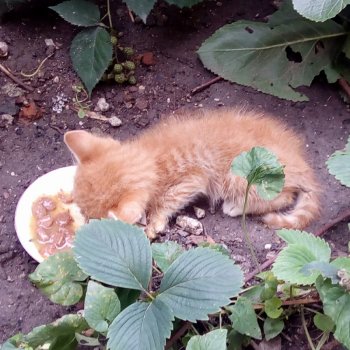 Малко рижаво коте от София търси дом