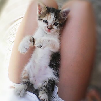 Коте търси дом | Варна