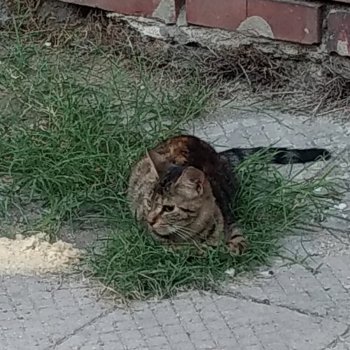 Търсим дом за малката Вайша