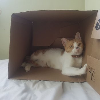Коте търси дом | София