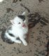 Търсим дом за две котета