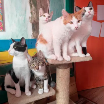 Котета търсят своя дом