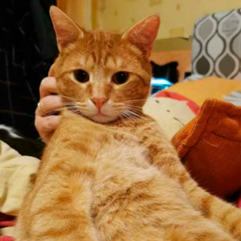 Подарявам мъжко коте