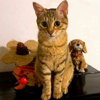Коте Мая си търси нов дом
