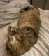 Коте Мая си търси нов дом