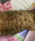 Коте Мая си търси нов дом