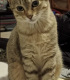 Коте Мая си търси нов дом