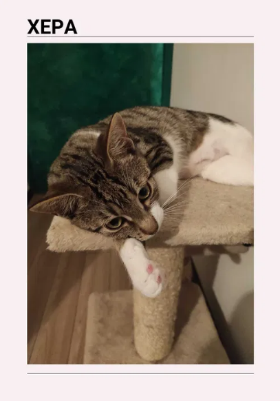 Котета търсят своя дом