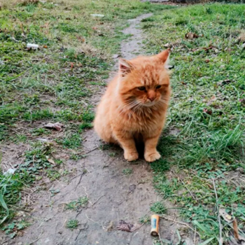 Риж котарак търси дом